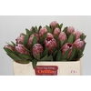 Protea Pink Ice
