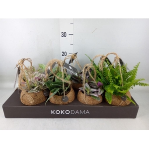 Planten Groen   ...mix  4