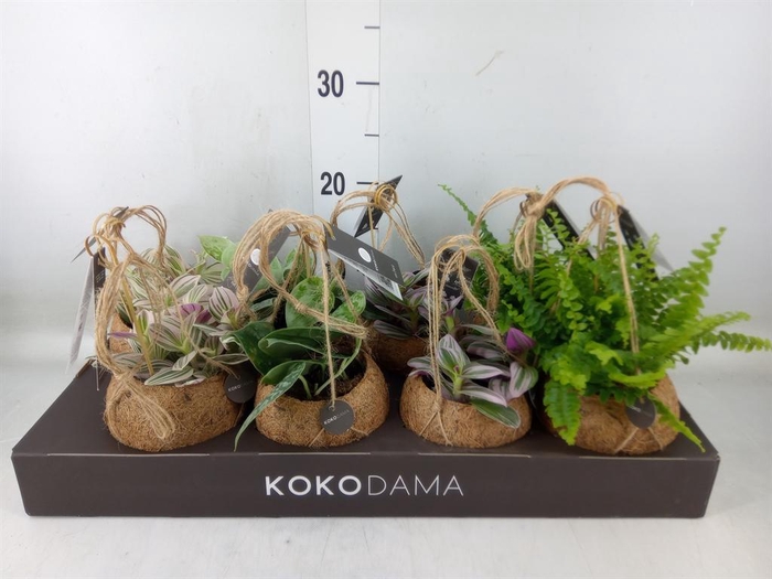 <h4>Planten Groen   ...mix  4</h4>