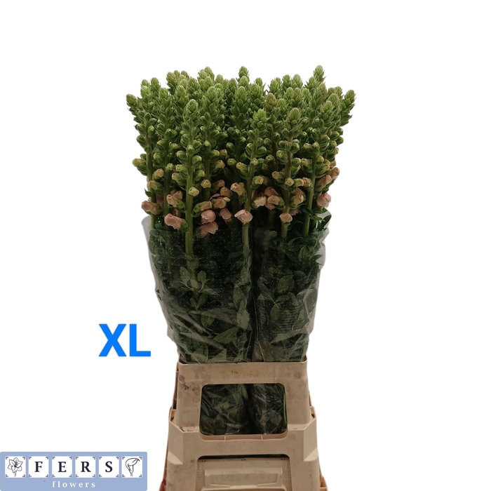 <h4>ANTIR MARYLAND PINK</h4>