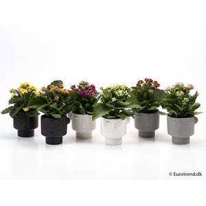 KALANCHOE BLOSSF P11 2144