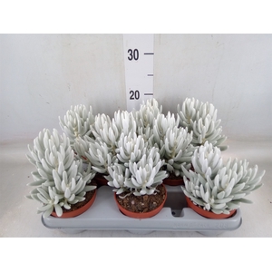 Senecio   ...