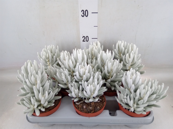 <h4>Senecio   ...</h4>