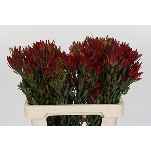 Leucadendron Blush Spray