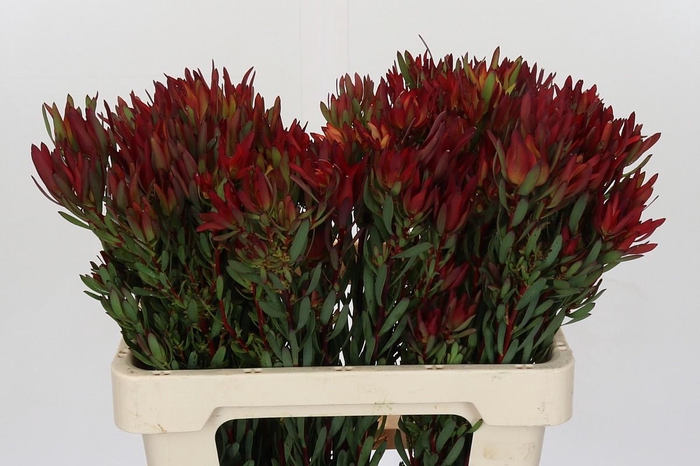 <h4>Leucadendron Blush Spray</h4>