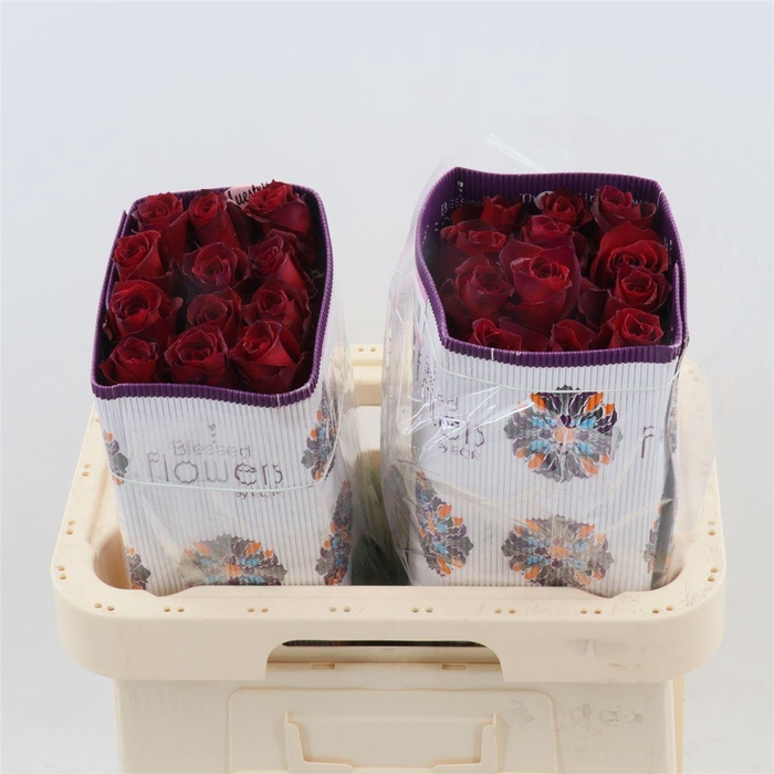 <h4>Rosa gr Dallas</h4>