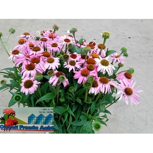ECHI PURPUREA