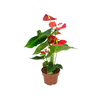 ANTHURIUM OREGON P19 VERMELHO
