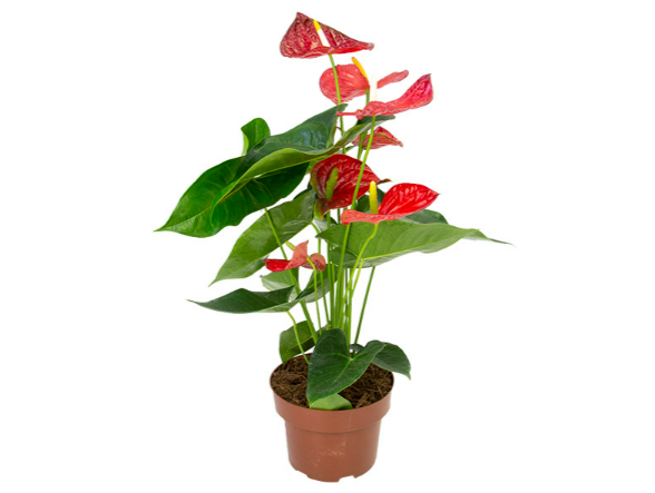 ANTHURIUM OREGON P19 VERMELHO