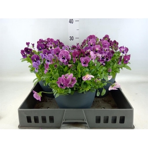 Viola corn. 'Patiola Tangarine'