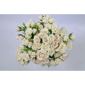 Rosa Ec Spray White Majolika