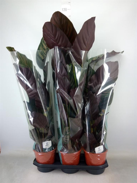 <h4>Calathea sanderiana</h4>