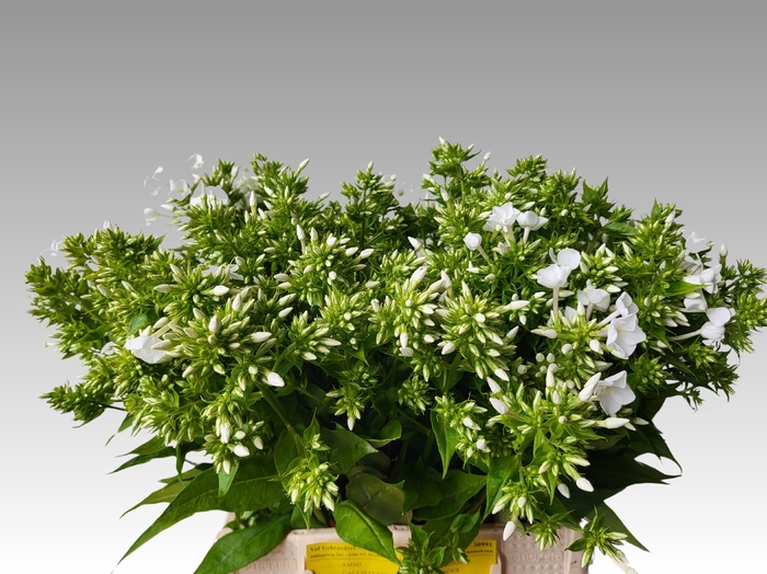 <h4>PHLOX P ICECAP</h4>