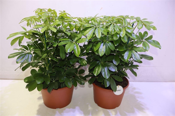 <h4>arr8 Schef Ar Nora</h4>