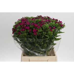 Dianthus Br Amazon Neon Cherry