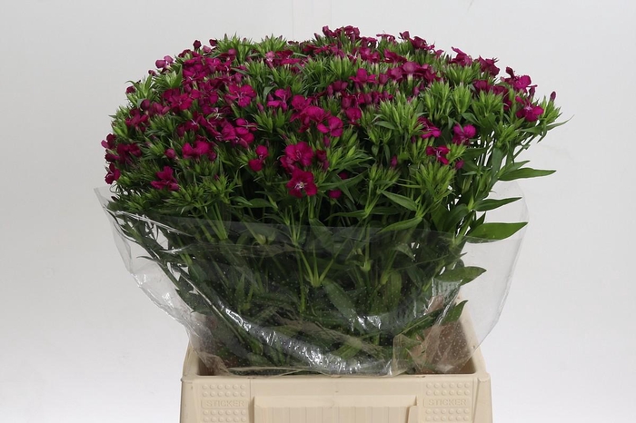 <h4>Dianthus Br Amazon Neon Cherry</h4>