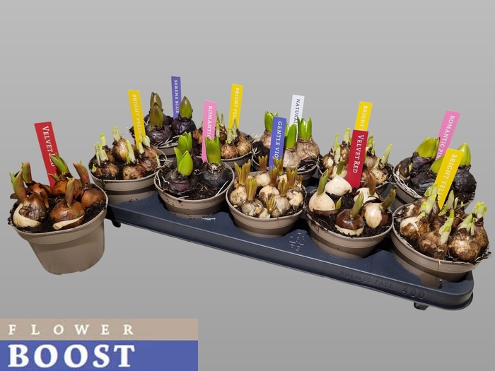 <h4>BOLBLOEMEN GEM</h4>