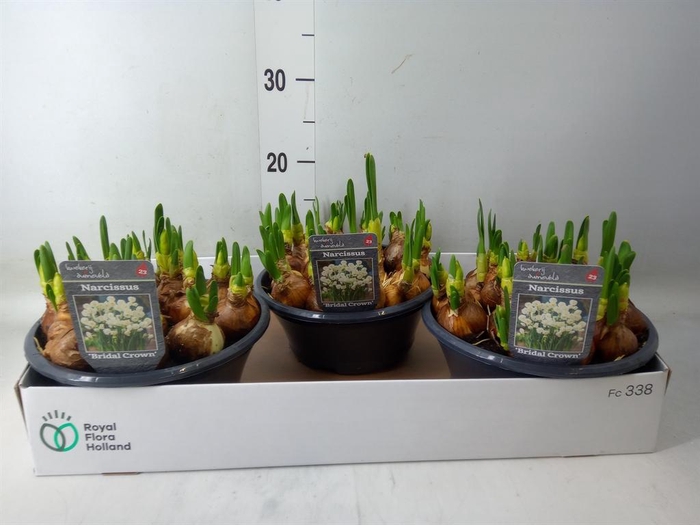 <h4>Narcissus DU 'Bridal Crown'</h4>