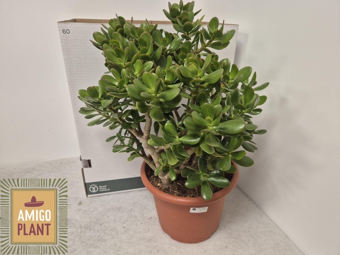 CRASS OVATA