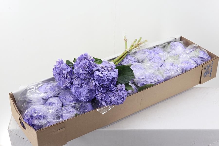 Hydr Lavendel Tinted Sel Box
