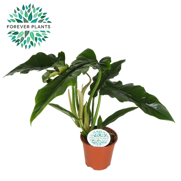 <h4>Philodendron Narrow p14</h4>