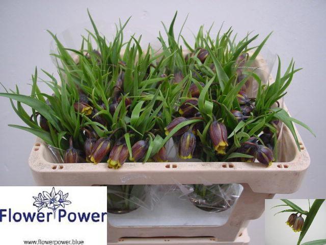 <h4>FRIT UVA-VULPIS</h4>