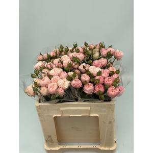 Rosa spray royal blush