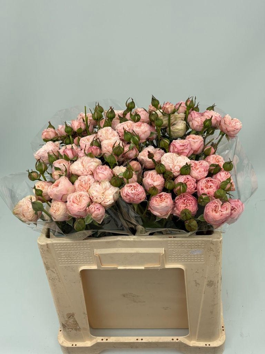 <h4>Rosa spray royal blush</h4>