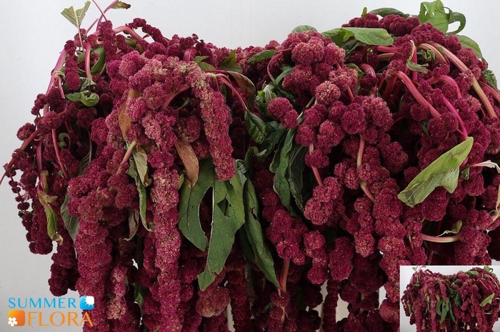 <h4>AMAR CA MIRA</h4>