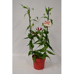 GLORIOSA ROTHSCHILD