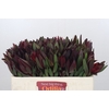 Leucadendron Saf Sunset Dark Red