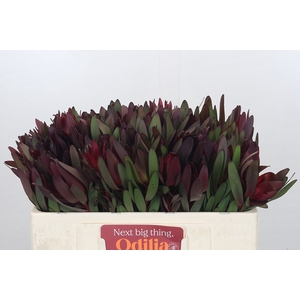 Leucadendron Saf Sunset Dark Red