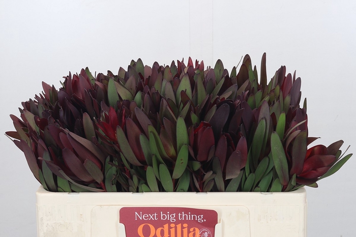 <h4>Leucadendron Saf Sunset Dark Red</h4>