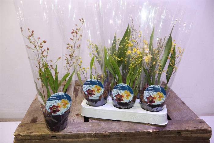 <h4>arr8 Oncidium Ov</h4>