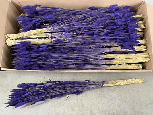 <h4>Df Lagurus Bs 50g/70cm D.lila</h4>