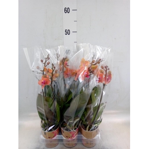 Phalaenopsis multi. 'Ant Bolzano'