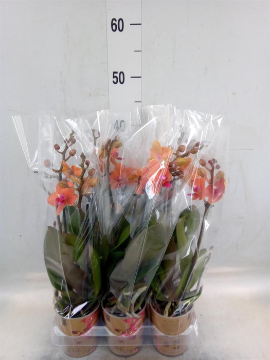 <h4>Phalaenopsis multi. 'Ant Bolzano'</h4>
