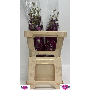 DENDROBIUM OV DENDR OV