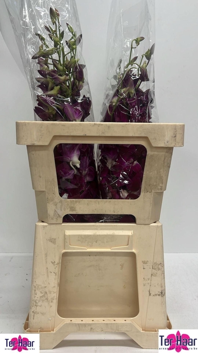 <h4>DENDROBIUM OV DENDR OV</h4>