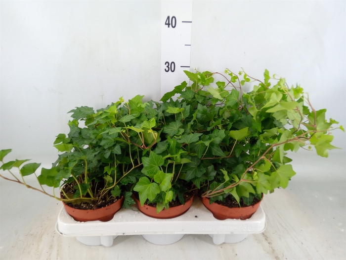 <h4>Hedera helix 'Brigitte'</h4>