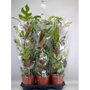 Monstera delic. 'Piccolo'