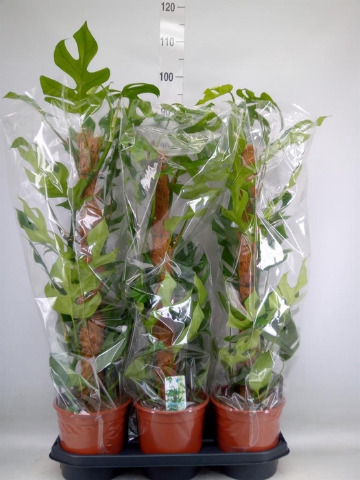 <h4>Monstera delic. 'Piccolo'</h4>