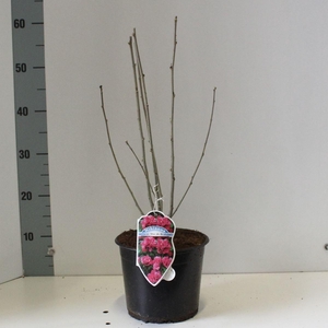 Hibiscus syriacus Duc de Brabant