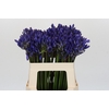 Agapanthus EYFORI Blue