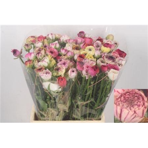 Ran El. Cappuccino Ex