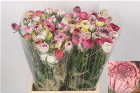 <h4>Ran El. Cappuccino Ex</h4>