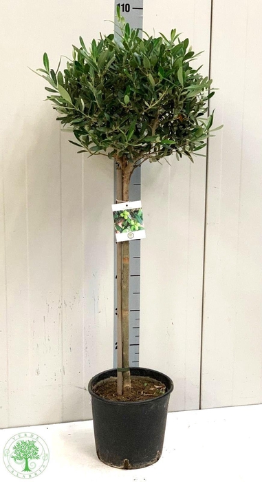 <h4>OLEA EUROPAEA</h4>