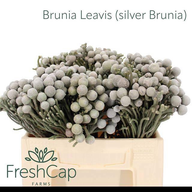 <h4>BRUN LAEVIS</h4>