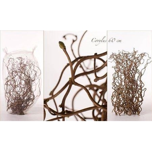 Corylus Av Contorta 60cm X75