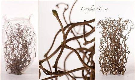 <h4>Corylus Av Contorta 60cm X75</h4>